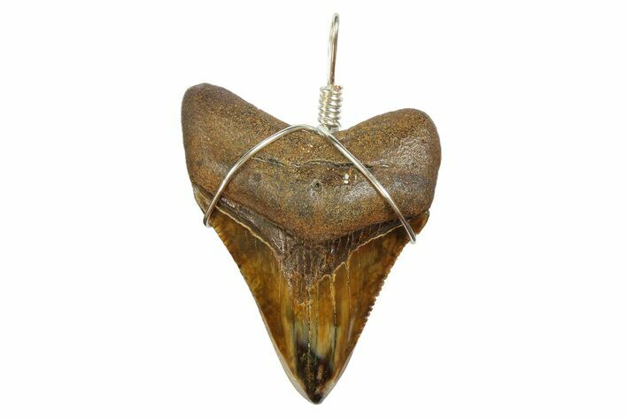 Fossil Megalodon Tooth Necklace #173862